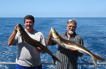 Dancing Cobia