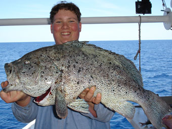 Blue Maori Cod