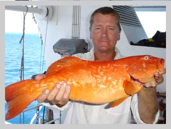 Coral Trout