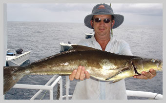 Cobia