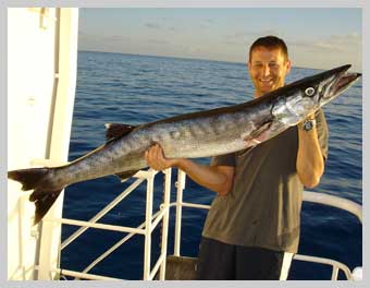 Tom\'s Barracuda