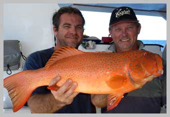 bar-cheeked-trout.jpg