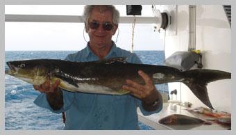cobia.jpg cobia.jpg