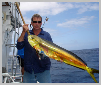 dolphin-fish.jpg dolphin-fish.jpg
