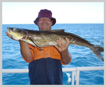 cobia.jpg