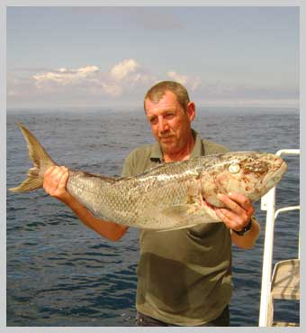 great-cobia.jpg