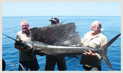 Sailfish